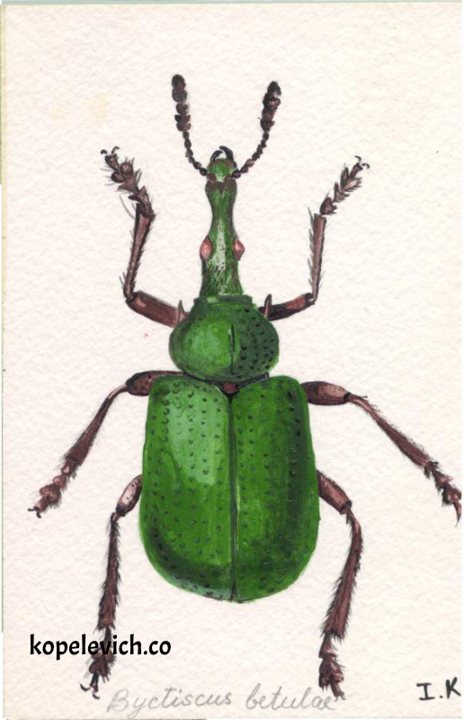 Green Bug